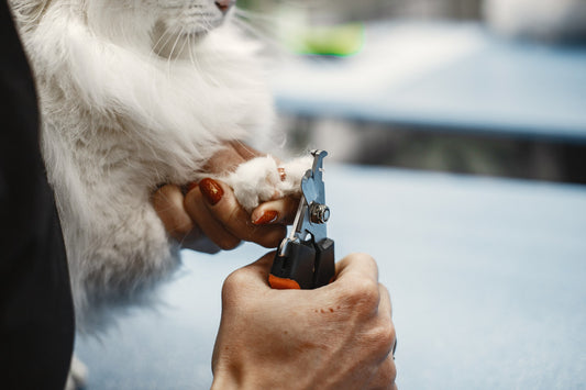 Making Nail Trimming a Breeze: Tips for Pet Owners