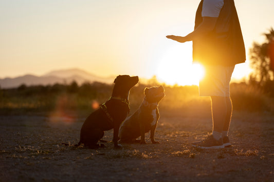 Stay Cool: Protecting Your Pet from Summer Heat