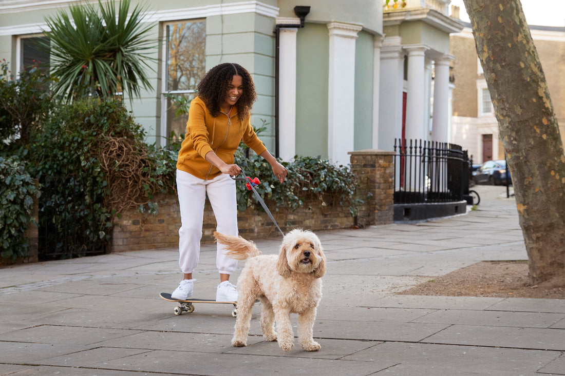 Walks Without Worries: 10 Tips for a Calmer Dog Outing