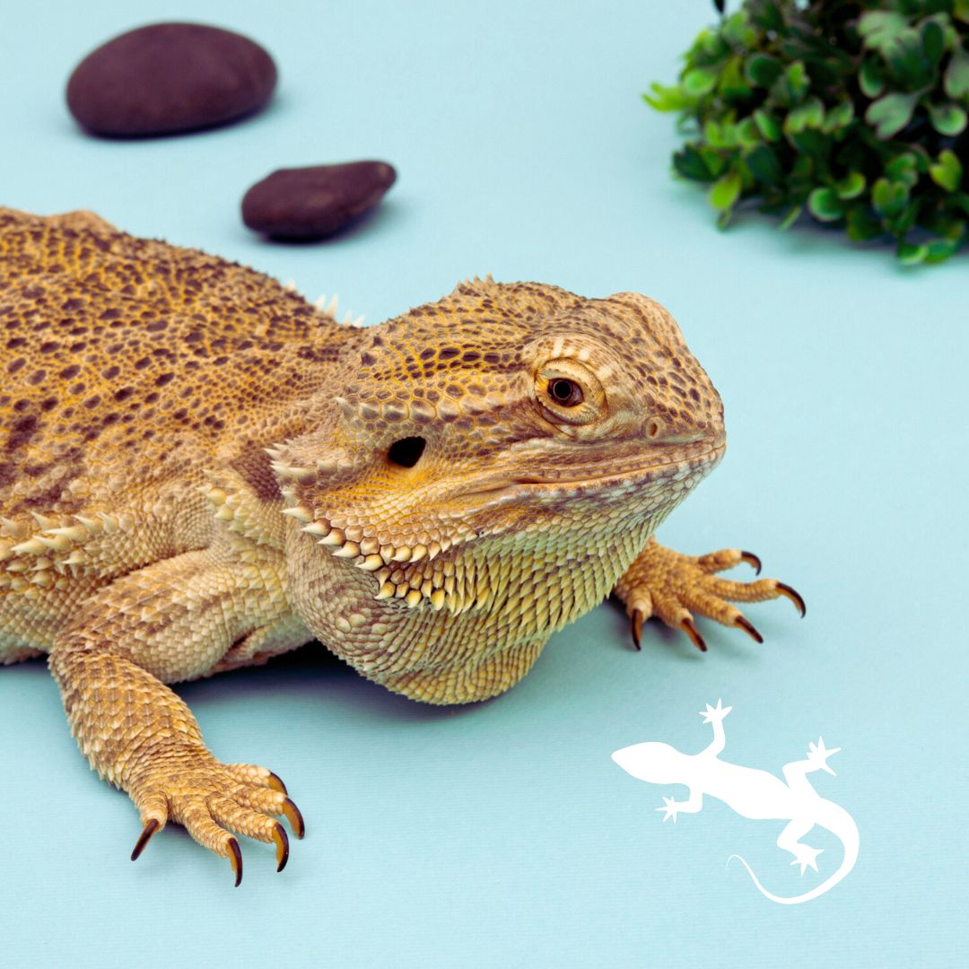 Bearded Dragon looking into leafy greens full of great and good nutrients